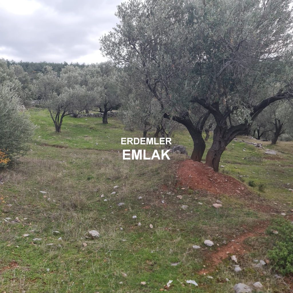 ERDEMLERDEN BORNOVA KAYADİBİNDE KÖŞE PARSEL KUPON TARLA