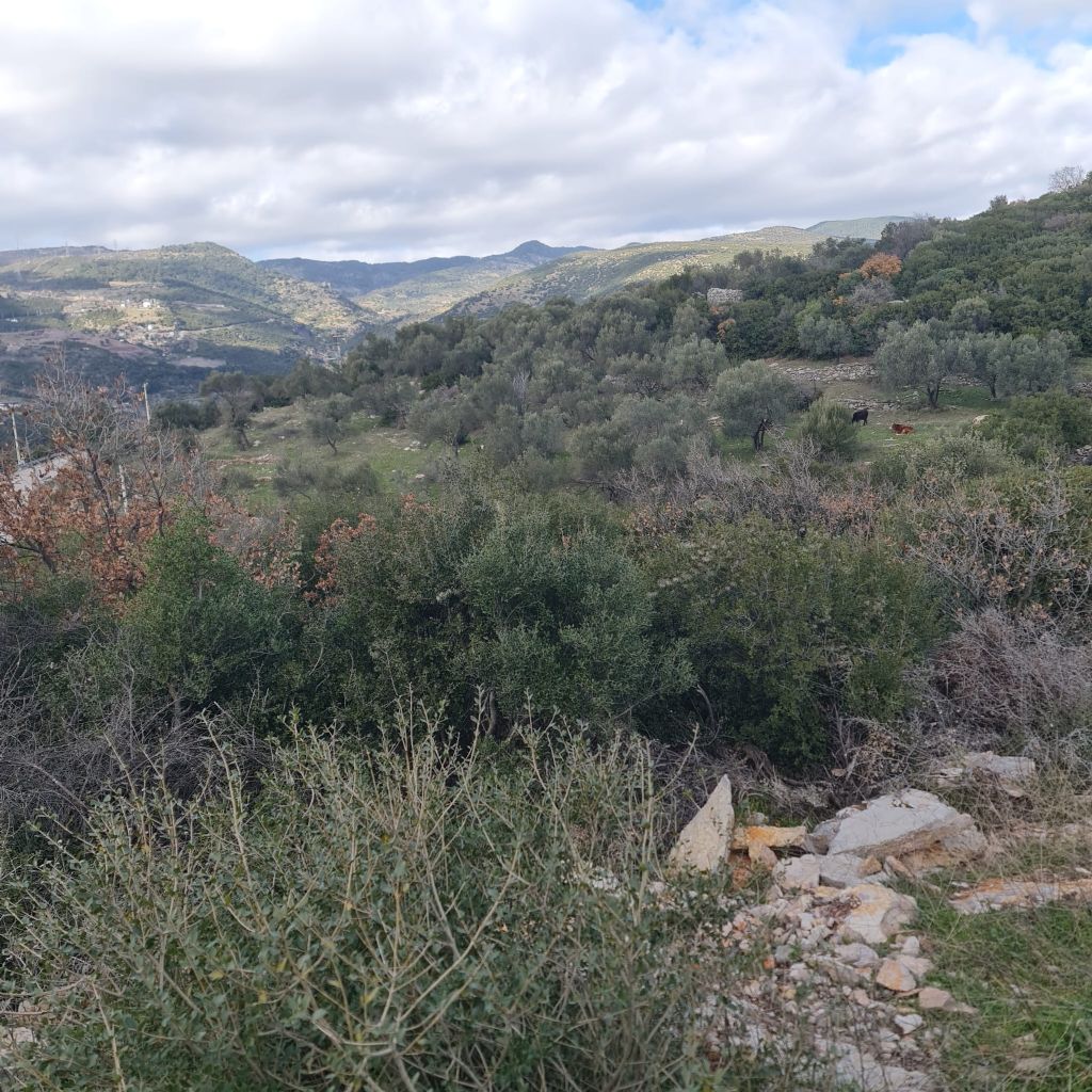 ERDEMLERDEN BORNOVA KAYADİBİNDE KÖŞE PARSEL KUPON TARLA