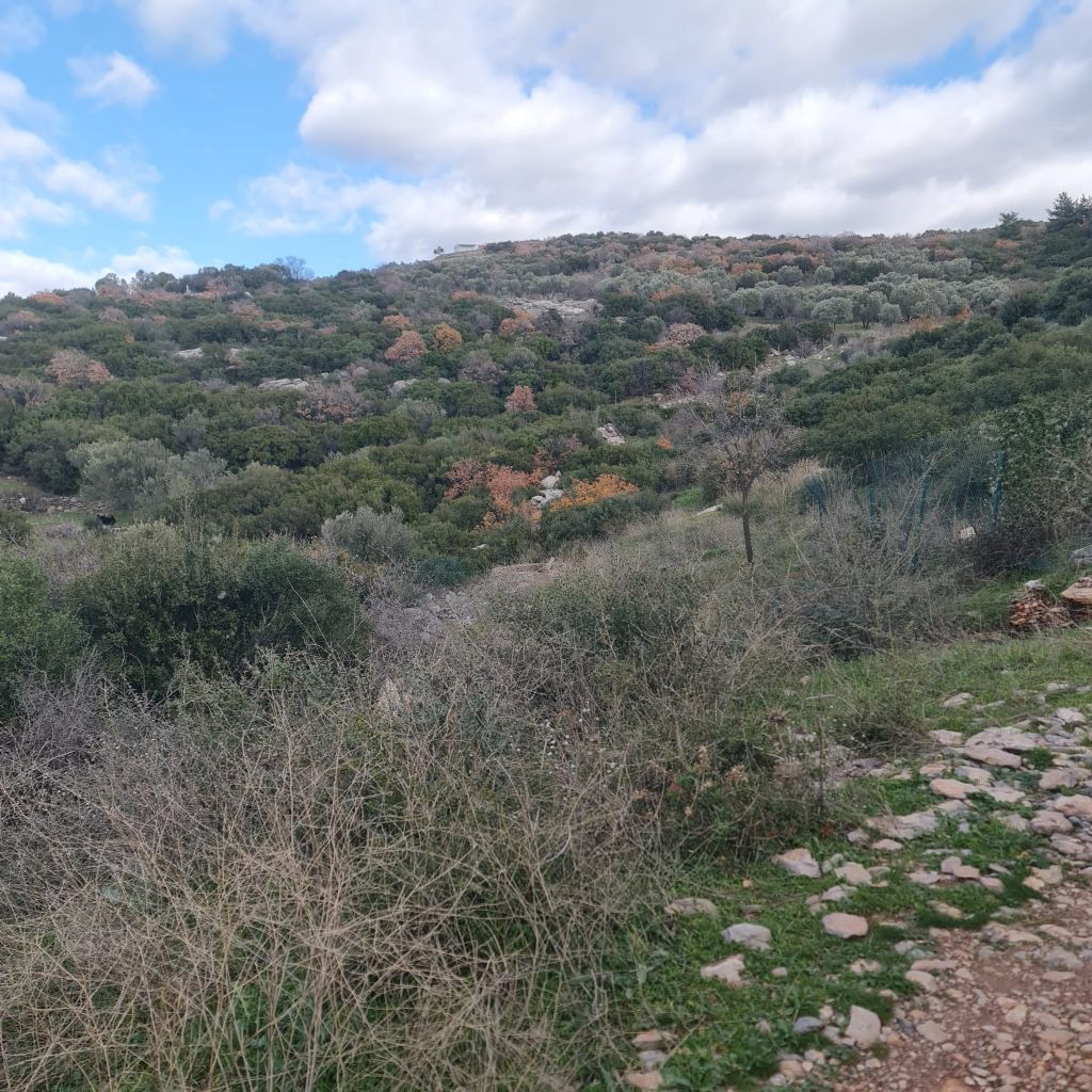 ERDEMLERDEN BORNOVA KAYADİBİNDE KÖŞE PARSEL KUPON TARLA