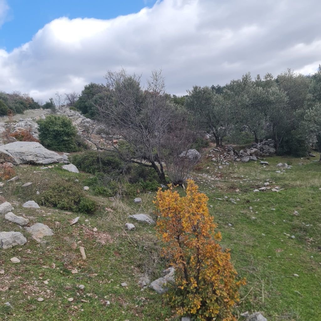 ERDEMLERDEN BORNOVA KAYADİBİNDE KÖŞE PARSEL KUPON TARLA