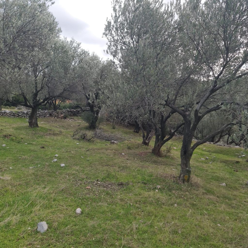 ERDEMLERDEN BORNOVA KAYADİBİNDE KÖŞE PARSEL KUPON TARLA