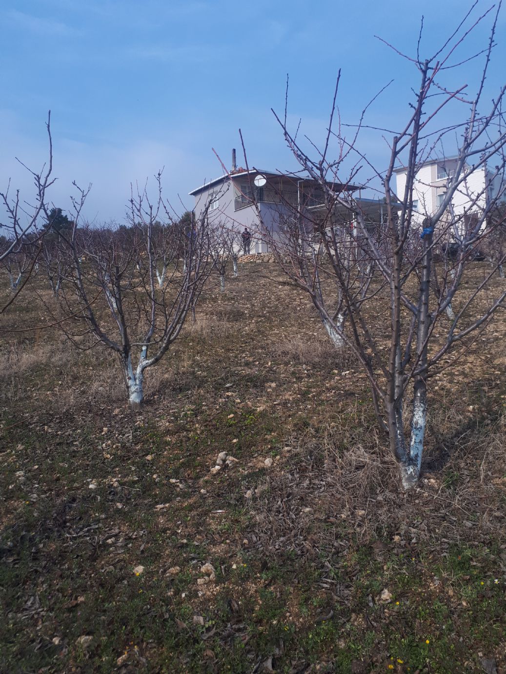 ERDEMLERDEN İÇİNDE DUBLEKS EVİ 152 AGAÇI BLUNAN BAHÇE