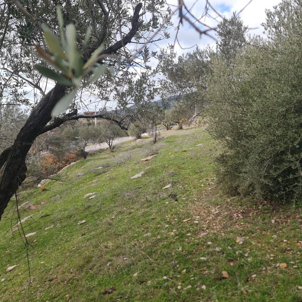 ERDEMLERDEN BORNOVA KAYADİBİNDE KÖŞE PARSEL KUPON TARLA