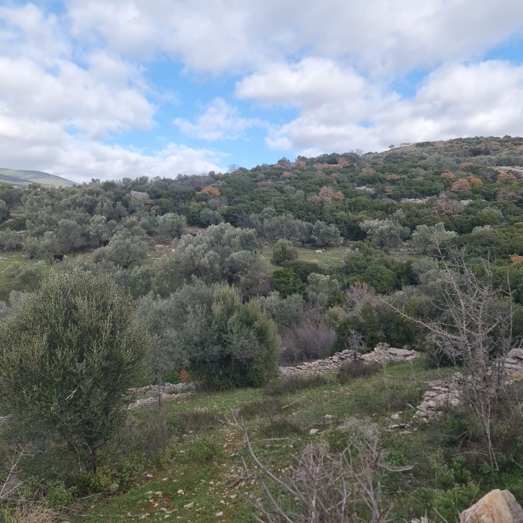 ERDEMLERDEN BORNOVA KAYADİBİNDE KÖŞE PARSEL KUPON TARLA
